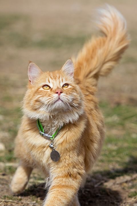 动物 可爱的 猫 哺乳动物 年轻