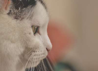 猫 家猫 动物 家畜 乐趣 黑和白 野生动物 可爱的