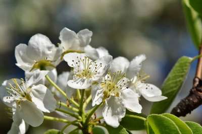 苹果花 苹果树 苹果树花 盛开 春天 开花 白色的 春花 梅花