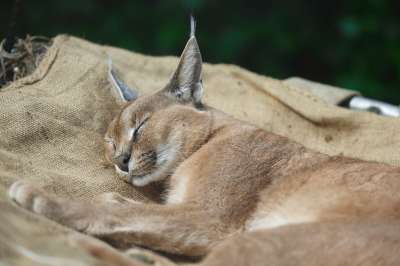狞猫 野猫 睡眠 哺乳动物 动物 耳朵 簇绒 动物群