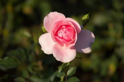 玫瑰 芽 浪漫的 开花 盛开 情人节 爱 恋爱 粉色的 花