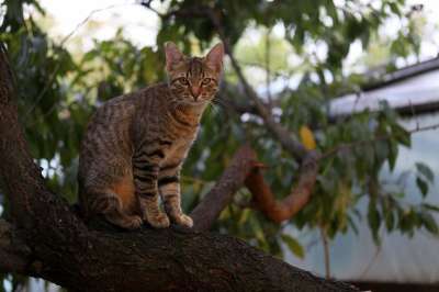 那只猫 猫似的 小的 可爱的 树 攀登