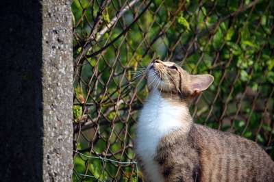 猫 小猫 鲭鱼 虎猫 猫宝宝 家猫 年轻的猫 大花猫