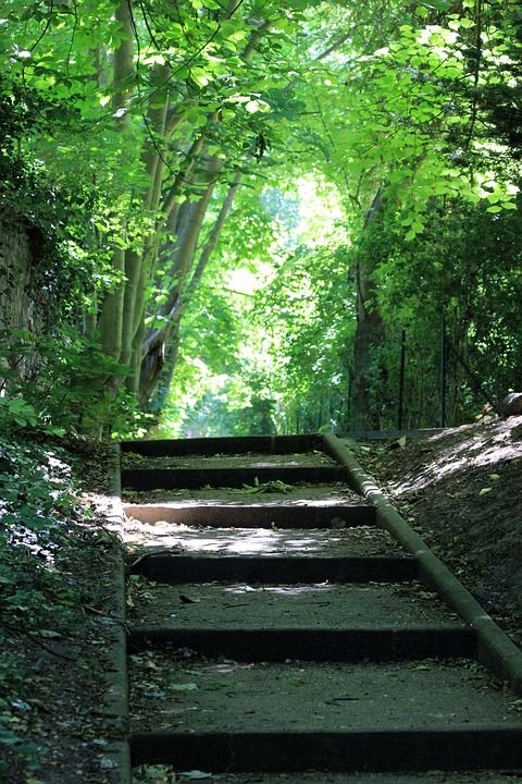 布吉瓦尔 楼梯 喝 上升 体育 绿色 植被 树木 松弛