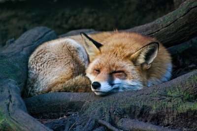 狐狸 动物 睡眠 哺乳动物 捕食者 野生动物 睡着了 树 荒野