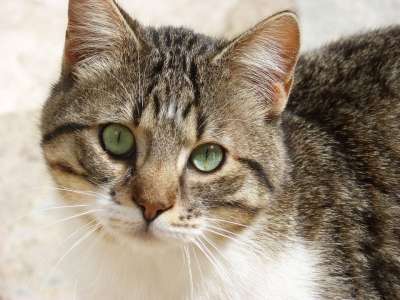 猫科动物 前景色 猫的样子 美丽的 动物界 猫 毛皮 哺乳动物