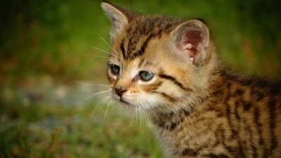 猫 小猫 宠物 猫科动物 国内的 脸 胡须