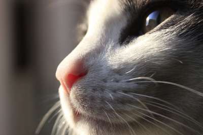猫 胡须 猫科动物 动物 国内的 宠物 眼睛