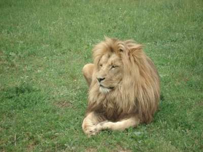 狮子 动物园 动物园动物 动物 非洲 猫科动物