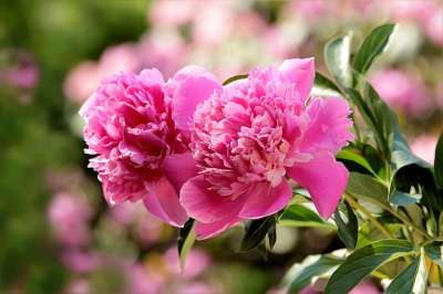 自然 植物 花 牡丹 芍药 粉色的 漂亮 浓香 花园 春天