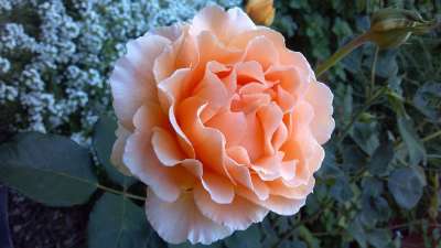 珊瑚 玫瑰 花朵 橙色的 花瓣 开花 绽放 盛开 花的 百合花