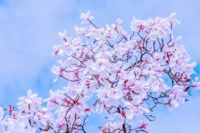 郁金香玉兰 树 分支 玉兰花 鲜花 白色的 粉色的 玉兰家族