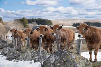 奥布拉克 冬天 奶牛 放牧 牧场 牛 家畜 动物 雪