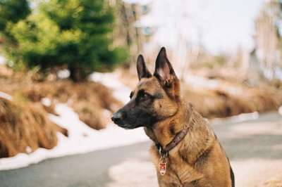 德国牧羊犬 宠物 动物 朋友 安全 警卫 狗 模糊 散景