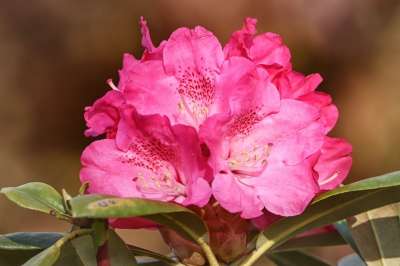 杜鹃 杜鹃花 开花 粉色的 花 装饰品 春天 花序 明亮的