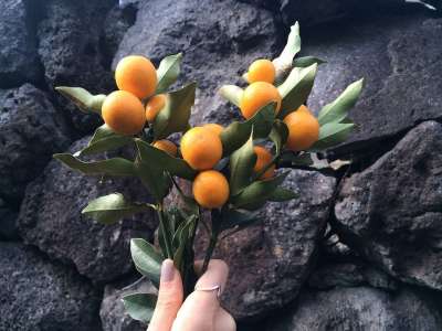 金橘 抱怨 工厂