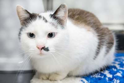 猫 小猫 虎斑猫 俏皮的 国内的猫 眼睛 动物 哺乳动物 可爱的
