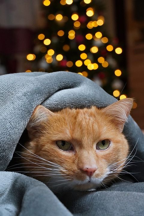 猫 宿醉 家畜 急 西尔维斯特 对动物的爱 恐惧 藏 隐藏