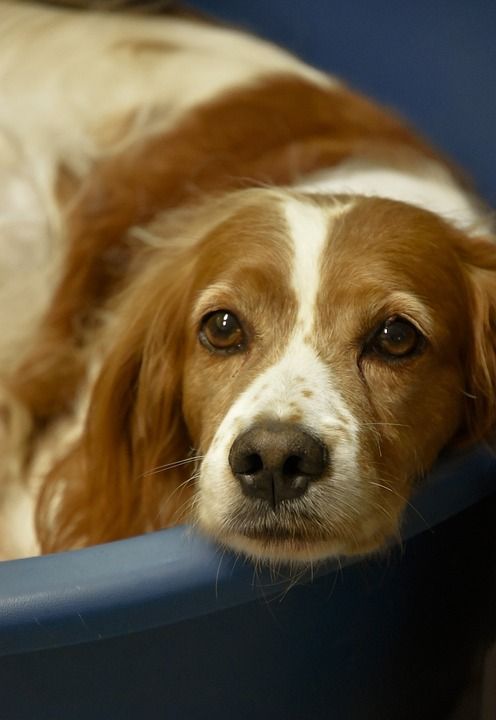 Epagneul布雷顿 小猎犬 布列塔尼 指着狗 Epagneul