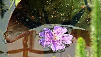 睡莲 簇簇 莉莉垫 航海玫瑰叶 叶子 水生植物 自然 花园池塘