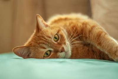 猫 红猫 小猫 可爱 毛皮 梦 眼睛 美容 动物