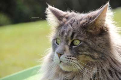 宿醉 缅因浣熊 家畜 短毛猫 猫脸 主要摆放好 鲭鱼 长发