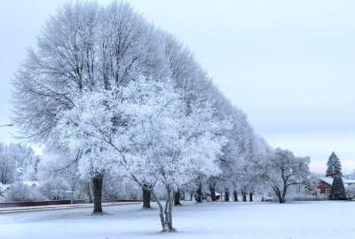 冬天 凉爽的 雪 大自然 弗罗斯特 季节 说谎 背景 外部 树