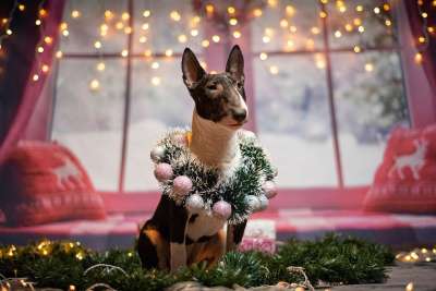 小狗 圣诞节 小斗牛犬 可爱的 乐趣 礼物 梗犬 圣诞节的时候