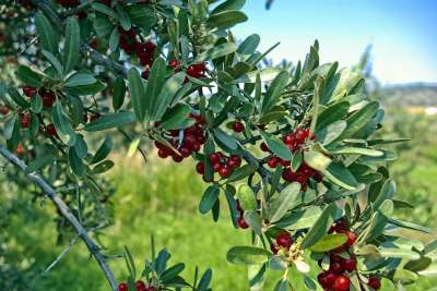 Buffaloberries在怀俄明州 Buffaloberries 红色的
