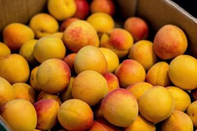 杏 水果 新鲜 食品 夏季植物 性质 颜色 桃 夏天 美好的