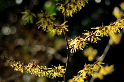 金缕梅 缕 黄色Winterbloeier 布什 开花 盛开 花园