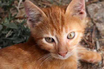 猫 小的 红色的 小猫 可爱的 年轻 俏皮的 猫宝宝 自由奔跑