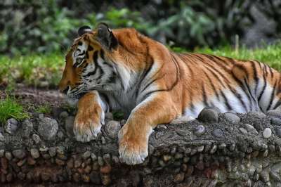 老虎 大猫 捕食者 野猫 危险的 动物园 动物 猫 自然