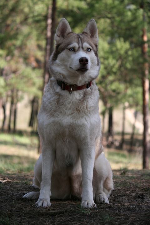 西伯利亚雪橇犬 森林 狗看起来 沙哑 狗 动物 宠物 品种的狗