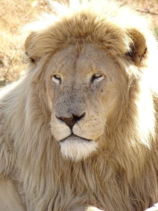 狮子 白色的 白色狮子 男性 猫 大猫 非洲 野生动物 动物