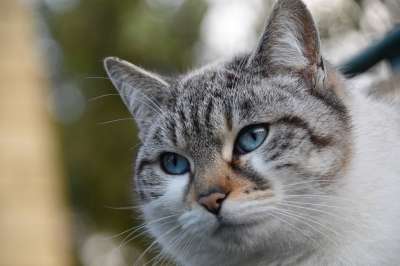 猫 猫科动物 肖像猫 松露粉红色的猫 欧洲猫 阴云 哺乳动物 女性