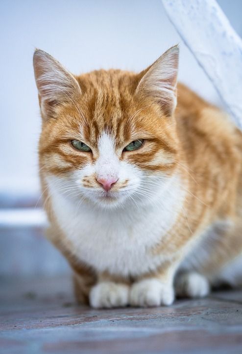 猫 宠物 猫科动物 动物 在狗窝 看
