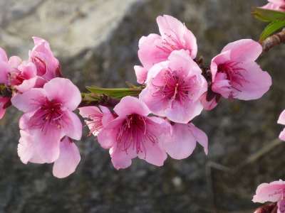 杏仁花 春天 粉色的 春季觉醒 花枝 春天的开始 分行 法国