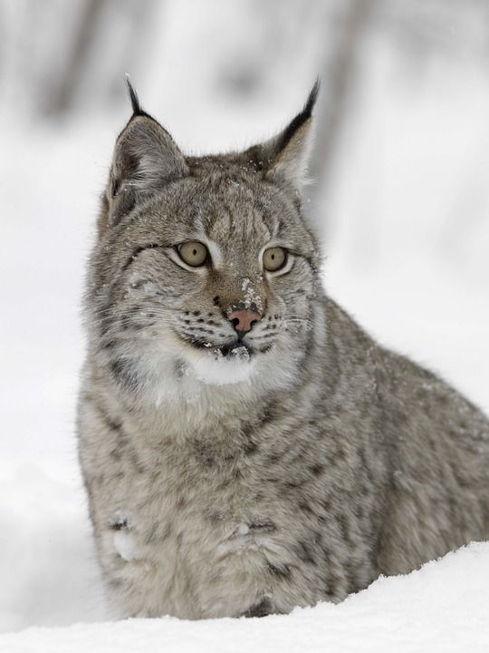 猞猁 自然 雪 野生动物 食肉动物 欧洲的 荒野 冬天