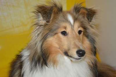 狗 母狗 设得兰群岛牧羊犬 女性 婊子Nayana 哺乳动物 肖像