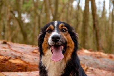 狗 动物 自然 哺乳动物 可爱的 家畜 森林 牧羊犬 边境