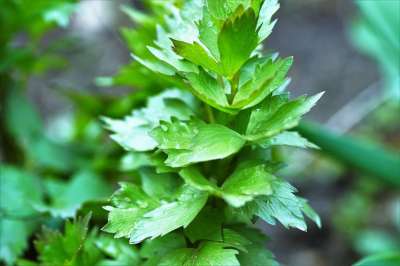 独活草 汤调味料 草本植物 一个年轻人 绿色 工厂 厨房 花园