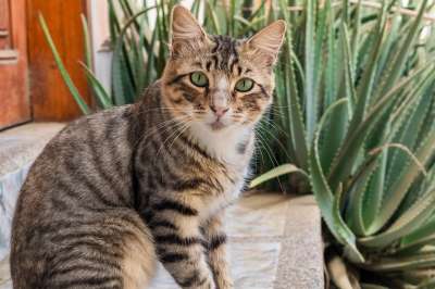 猫 动物 猫科动物 草 自然 宠物 棕色的草