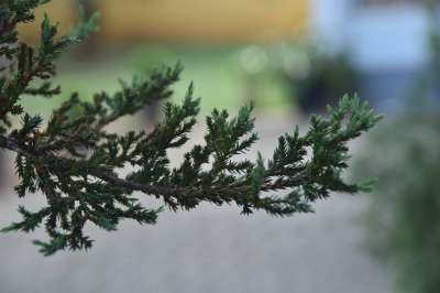 冬天 工厂的分支 绿树 自然雪花