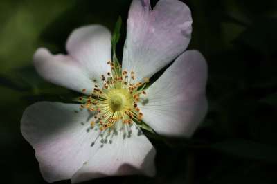 玫瑰 布什玫瑰 雄蕊 雌蕊 花瓣 盛开 灌木 玫瑰花 开花
