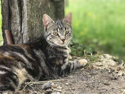猫 农场院子 农场猫