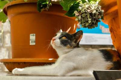 猫 国内的 肖像 动物 户外 可爱的 印花布 棕色的眼睛