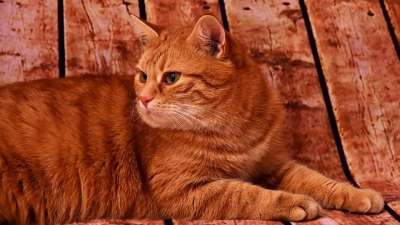 猫 红色的 鲭鱼 家畜 红猫 家猫 红鲐鱼鱼骨
