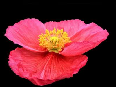 罂粟 花 红色 花园 春天 花瓣 宏 色泽鲜艳