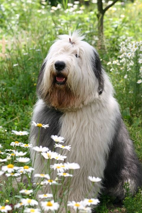 狗 短尾 洋甘菊 户外